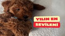 Yılın Şampiyonu: Toy Poodle Fiyatları Merak Ediliyor